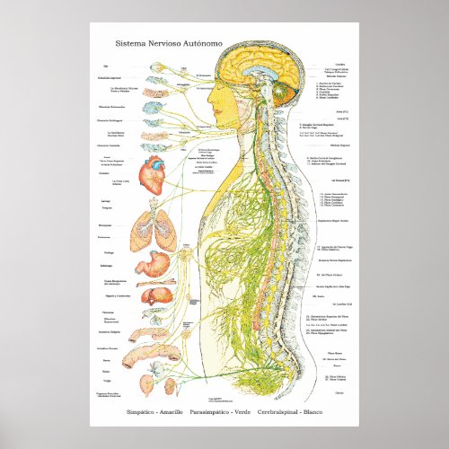 Autonomic Nervous System Poster in Spanish Medical