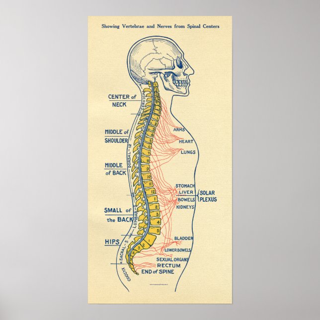 Autonomic Nervous System Spinal Nerves Poster (Front)