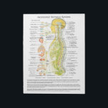 Autonomic Nervous System Tear Off Pad<br><div class="desc">Autonomic Nervous System Pad. This colorful classic image shows the autonomic nervous system in relation to the spine and the internal organs. The nerves are color coded representing the sympathetic, parasympathetic and cerebralspinal system. Chiropractic pad tear off sheets that match our chiropractic posters for patient education and report of findings....</div>
