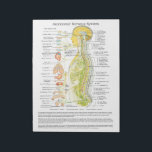 Autonomic Nervous System Tear Off Pad<br><div class="desc">Autonomic Nervous System Pad. This colorful classic image shows the autonomic nervous system in relation to the spine and the internal organs. The nerves are color coded representing the sympathetic, parasympathetic and cerebralspinal system. Chiropractic pad tear off sheets that match our chiropractic posters for patient education and report of findings....</div>