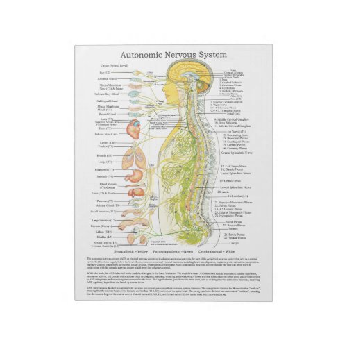 Autonomic Nervous System Tear Off Pad