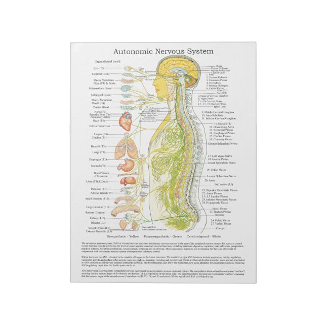 Autonomic Nervous System Tear Off Pad (Rotated)
