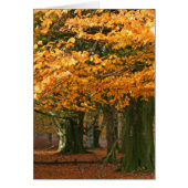 Autum beech trees card (Front)