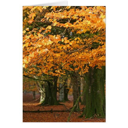 Autum beech trees card (Front)