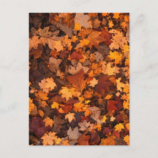 Autum Leaves Postcard (Front)