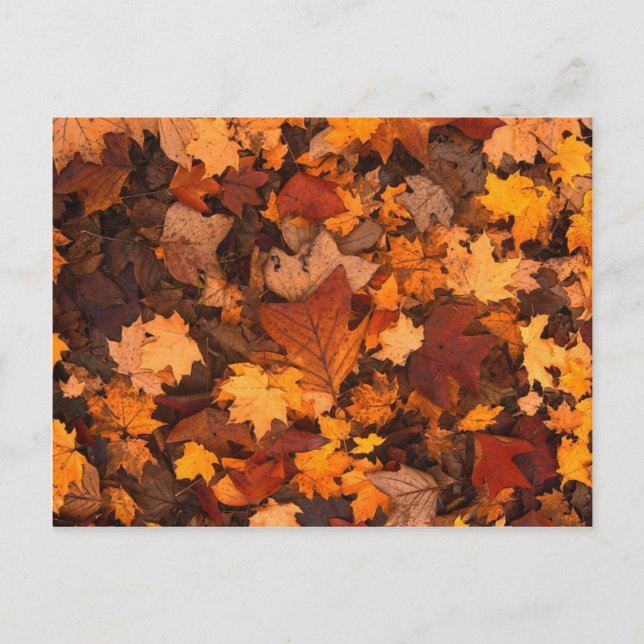 Autum Leaves Postcard (Front)