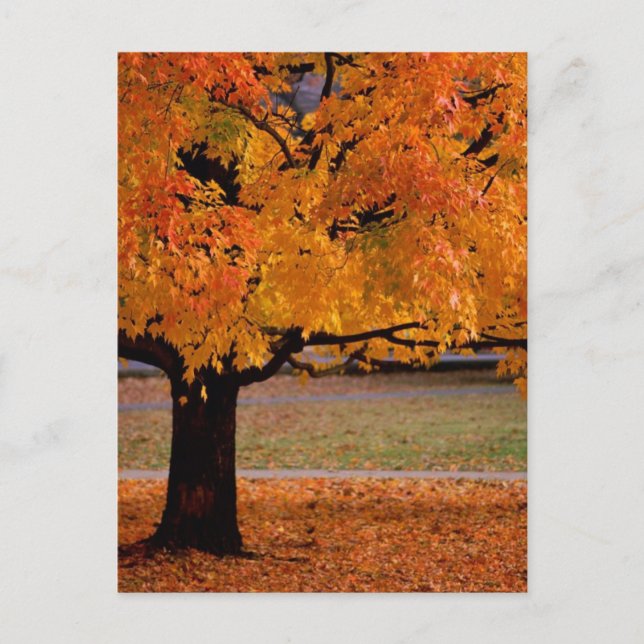 autumn (1) postcard (Front)