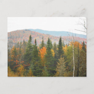 Autumn Adirondacks Trees Scene Landscape Postcard