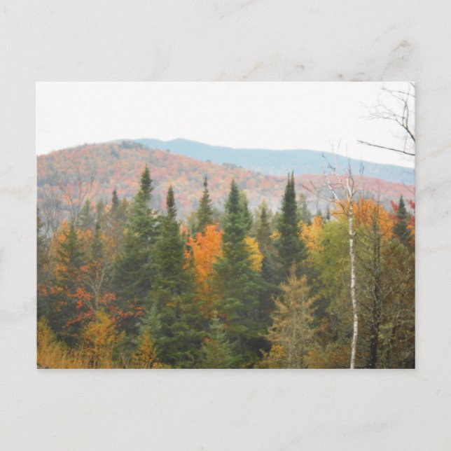 Autumn Adirondacks Trees Scene Landscape Postcard (Front)