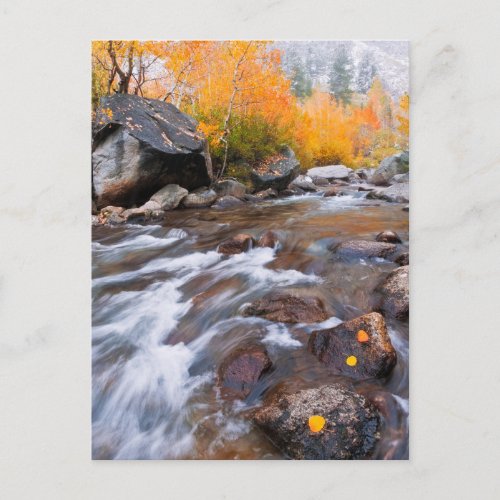 Autumn along Bishop Creek CA Postcard