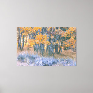 Autumn Aspen Canvas Print
