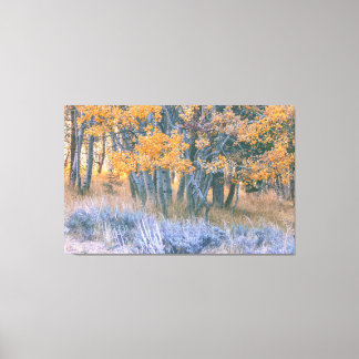 Autumn Aspen Canvas Print