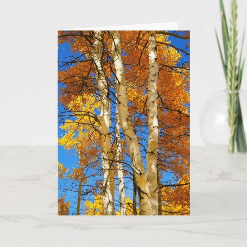 Autumn Aspen Fall Foliage Photograph  Sandy Long Card