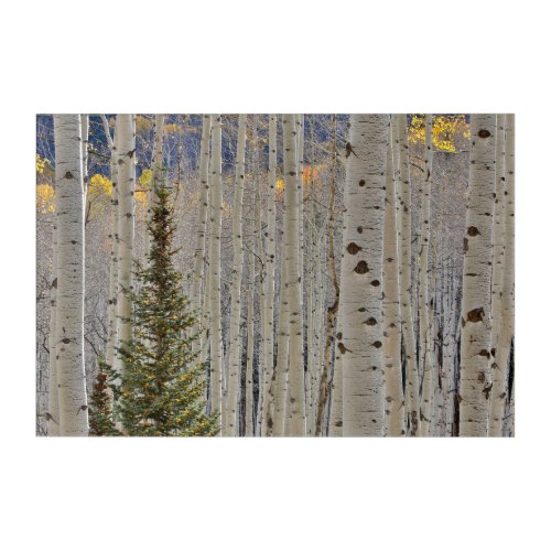 Autumn Aspen Groves  Colorado Rocky Mountains Acrylic Print