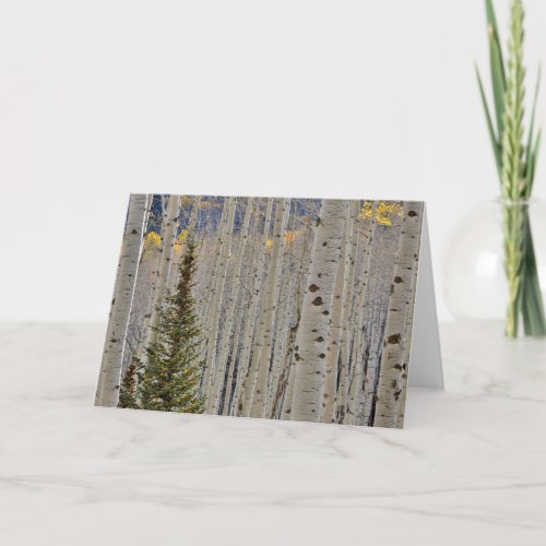 Autumn Aspen Groves  Colorado Rocky Mountains Card