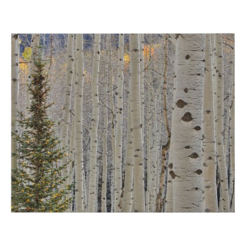 Autumn Aspen Groves  Colorado Rocky Mountains Faux Canvas Print