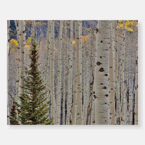 Autumn Aspen Groves  Colorado Rocky Mountains Foam Board