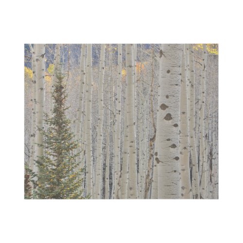 Autumn Aspen Groves  Colorado Rocky Mountains Gallery Wrap