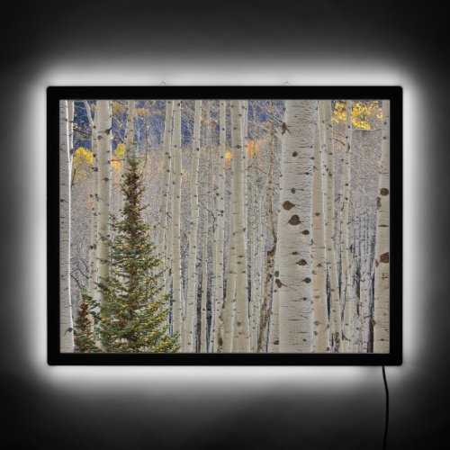Autumn Aspen Groves  Colorado Rocky Mountains LED Sign