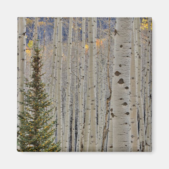 Autumn Aspen Groves | Colorado Rocky Mountains Magnet (Front)