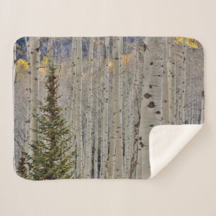 Autumn Aspen Groves Colorado Rocky Mountains Sherpa Blanket