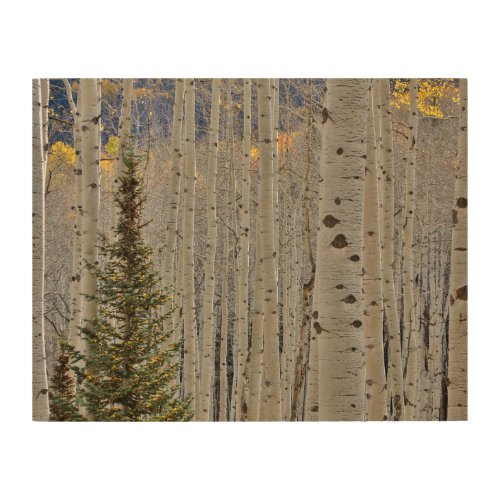 Autumn Aspen Groves  Colorado Rocky Mountains Wood Wall Art