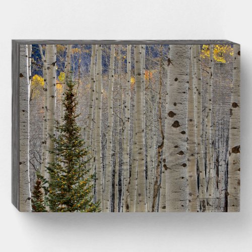 Autumn Aspen Groves  Colorado Rocky Mountains Wooden Box Sign