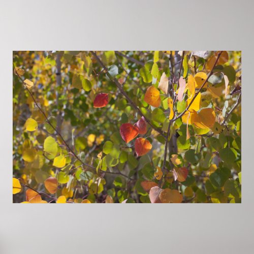Autumn Aspen Leaves Poster