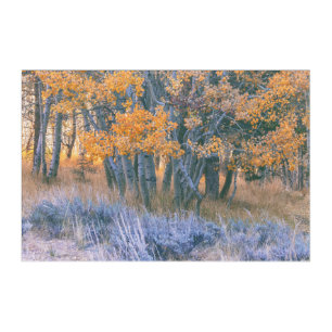 Autumn Aspens Acrylic Print