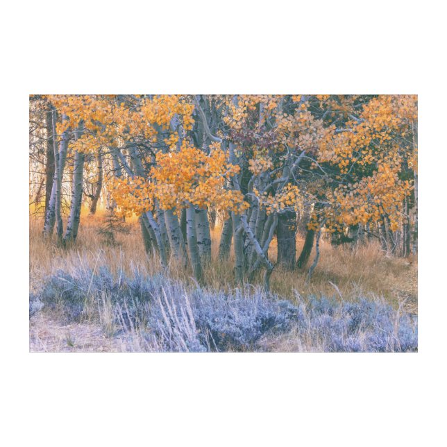 Autumn Aspens  Acrylic Print (Front)