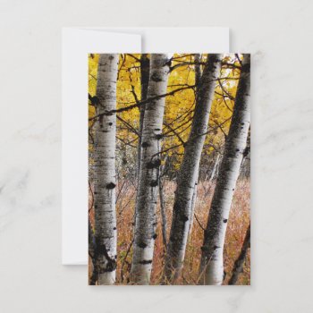 Autumn Aspens - Blank Note Card by nikkilynndesign at Zazzle