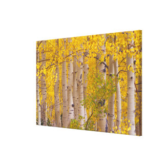 Wrapped Canvas Prints | Zazzle