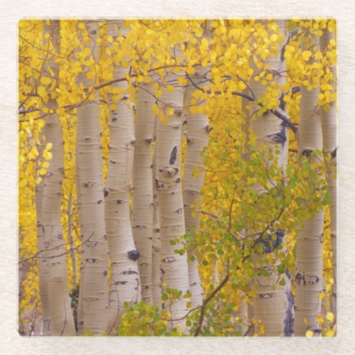 Autumn aspens in Kebler Pass in Colorado Glass Coaster