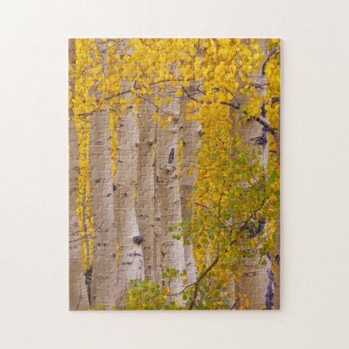 Autumn aspens in Kebler Pass in Colorado Jigsaw Puzzle