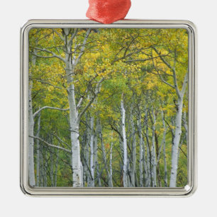 Autumn aspens in McClure pass in Colorado. Metal Ornament