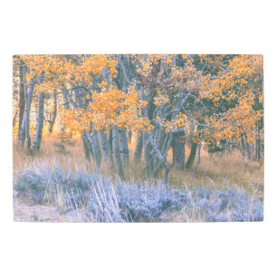 Autumn Aspens Metal Print