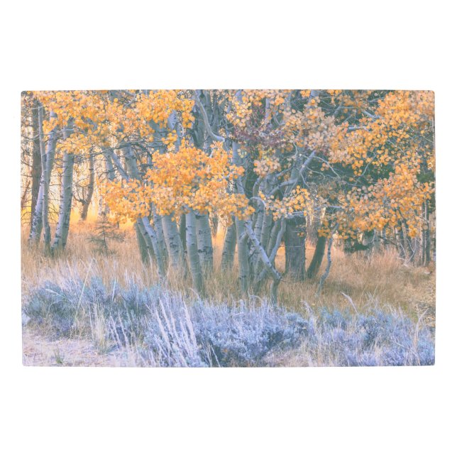Autumn Aspens  Metal Print (Front)