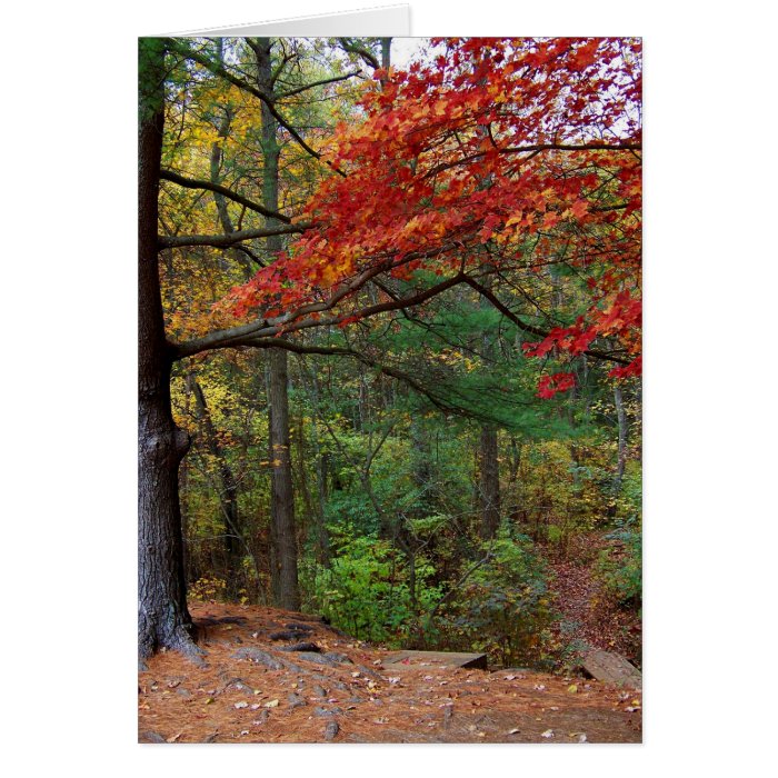 Autumn at Shark River Park Card