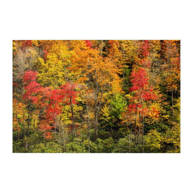 Autumn at Sims Pond North Carolina, Blue Ridge Acrylic Print (Front)
