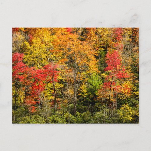 Autumn at Sims Pond North Carolina Blue Ridge Postcard