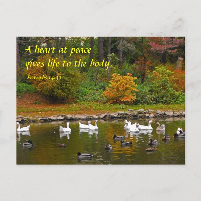 Autumn at the Duck Pond Postcard (Front)