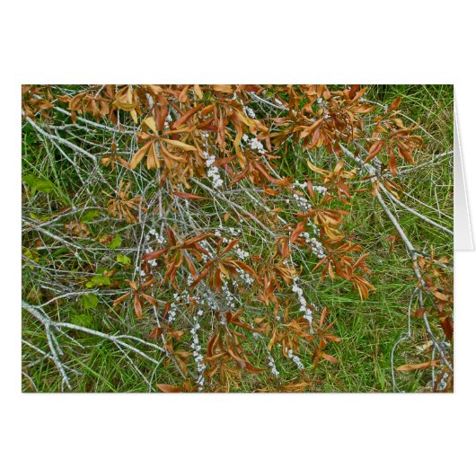 Autumn Bayberry Shrub (Front Horizontal)