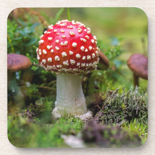 Autumn Beauty Beverage Coaster (Front)