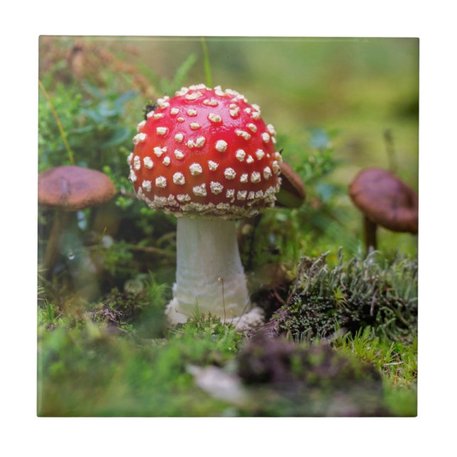 Autumn Beauty Ceramic Tile (Front)