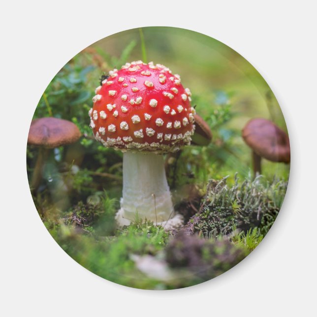 Autumn Beauty Magnet (Front)