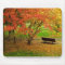 Autumn Bench