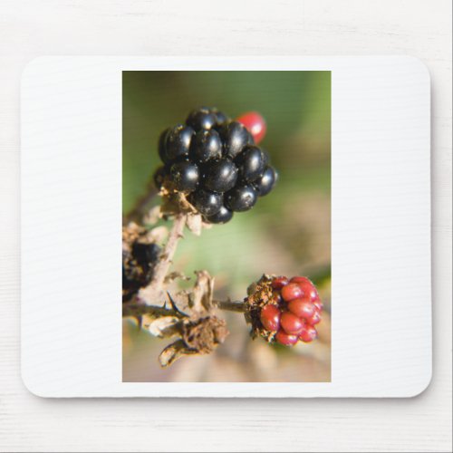Autumn Berries Mouse Pad