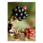 Autumn Berries Post Cards (Front)