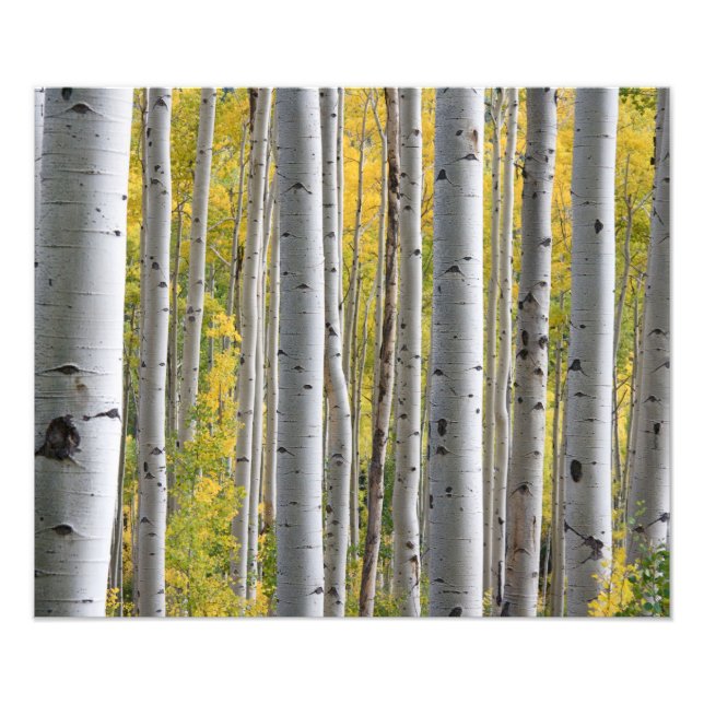 Autumn Birch Forest Photo Print (Front)