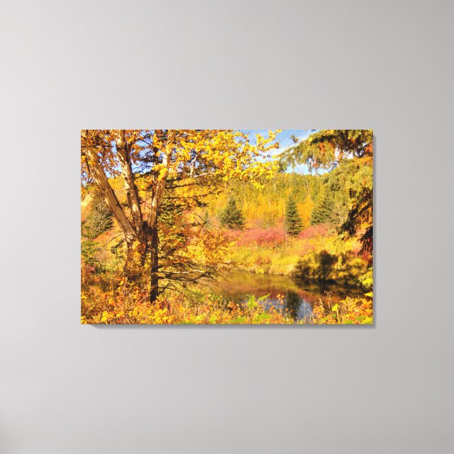 Autumn Birch Tree Canvas Print (Front)